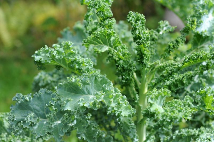 Jarmuż 'Lerchenzungen', gęste, drobno karbowane, ciemnozielone liście. Smakowity i odporny na zimno.