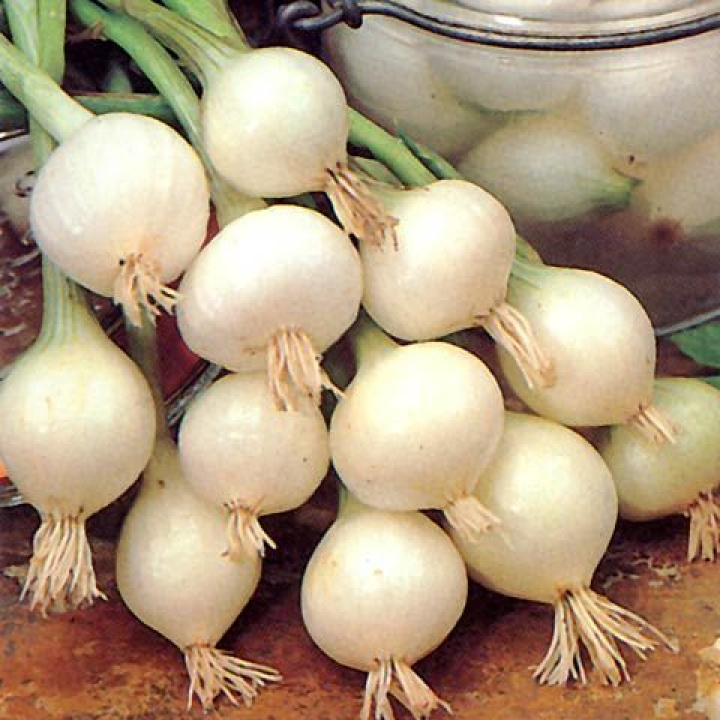 Cebulki cebulowe ''De Barletta'', małe, białe cebulki do marynowania i spożycia na surowo.