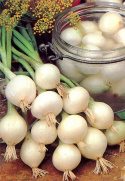 Cebulki cebulowe ''De Barletta'', małe, białe cebulki do marynowania i spożycia na surowo.