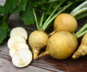 Rzepa 'Golden Ball', żółte, okrągłe i chrupiące bulwy z białym rdzeniem.