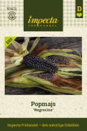 Popcorn 'Negrocine', Popcorn. Małe, dobrze wykształcone kolby, około 10 cm długości, z ciemnoniebiesko-czarnymi, srebrzysto połyskującymi ziarnami.