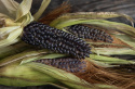 Popcorn 'Negrocine', Popcorn. Małe, dobrze wykształcone kolby, około 10 cm długości, z ciemnoniebiesko-czarnymi, srebrzysto połyskującymi ziarnami.