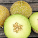 Melon siatkowy F1 'Galia', popularna i wczesna odmiana o równomiernie okrągłych, żółtobrązowych owocach ważących około 1 kg.