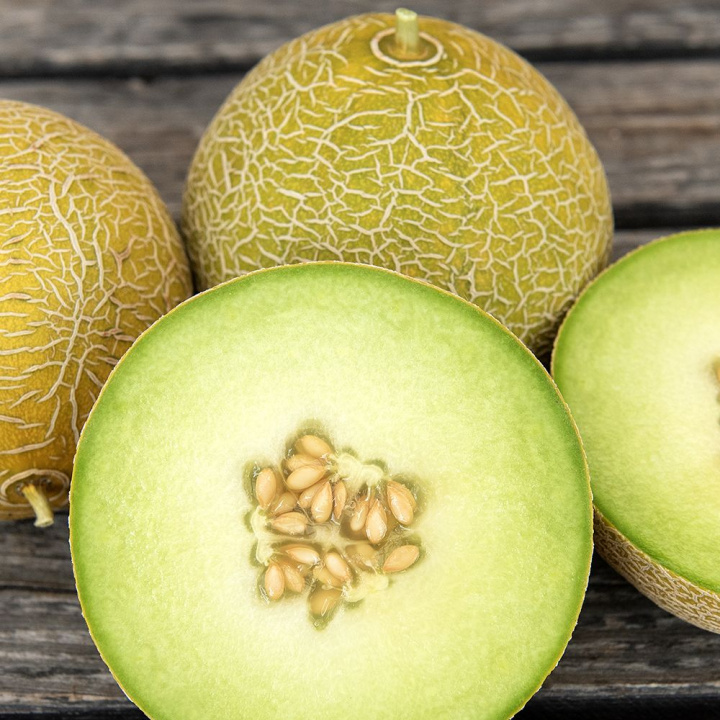 Melon siatkowy F1 'Galia', popularna i wczesna odmiana o równomiernie okrągłych, żółtobrązowych owocach ważących około 1 kg.