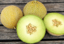 Melon siatkowy F1 'Galia', popularna i wczesna odmiana o równomiernie okrągłych, żółtobrązowych owocach ważących około 1 kg.