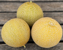 Melon siatkowy F1 'Galia', popularna i wczesna odmiana o równomiernie okrągłych, żółtobrązowych owocach ważących około 1 kg.