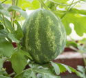 Arbuz 'Orangeglo' żółty arbuz