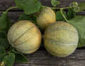 Melon kantalupa 'Petit Gris de Rennes', Małe, szarozielone owoce z jasnymi, srebrzystymi paskami, około 500-800 gramów.
