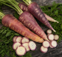 Marchew jesienna 'Gniff', dekoracyjne, jasnofioletowe korzenie z białym rdzeniem, zbierane do przechowywania o długości około 15-20 cm.