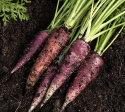 Marchew jesienna 'Gniff', dekoracyjne, jasnofioletowe korzenie z białym rdzeniem, zbierane do przechowywania o długości około 15-20 cm.