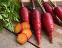 Korzeń marchwi letniej Purple Dragon, stożkowaty, ok. 15 cm, purpurowo-czerwone korzenie, pomarańczowe wnętrze