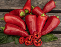 Papryka chili 'Roter Augsburger', wczesna i niezawodna w uprawie, szczególnie dobra na klimat północny.