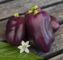 Papryka F1 'Tequila', daje normalnej wielkości, jednolite, niebieskofioletowe owoce