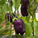 Papryka F1 'Tequila', daje normalnej wielkości, jednolite, niebieskofioletowe owoce