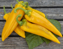 Papryka szpiczasta „Ora Long”, żółta papryka szpiczasta