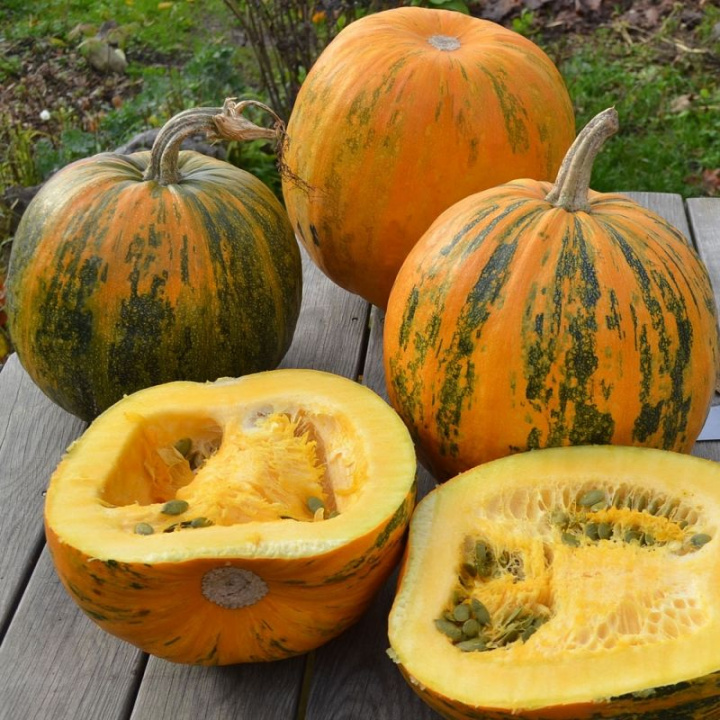 Dynia bezłupinowa 'Olga', zielonożółte owoce. Nasiona bez łupin, bogate w olej o orzechowym smaku.