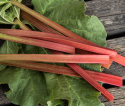 Rabarbar 'Lider', Wczesna odmiana o lekko czerwonych, chrupiących łodygach z łagodnie kwaśnym smakiem.