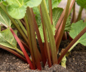 Rabarbar 'Lider', Wczesna odmiana o lekko czerwonych, chrupiących łodygach z łagodnie kwaśnym smakiem.