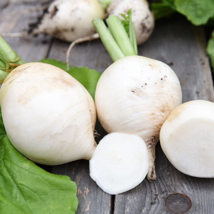 Rzodkiew 'Acord', całkowicie okrągłe, białe korzenie o chrupiącym, dobrym smaku.