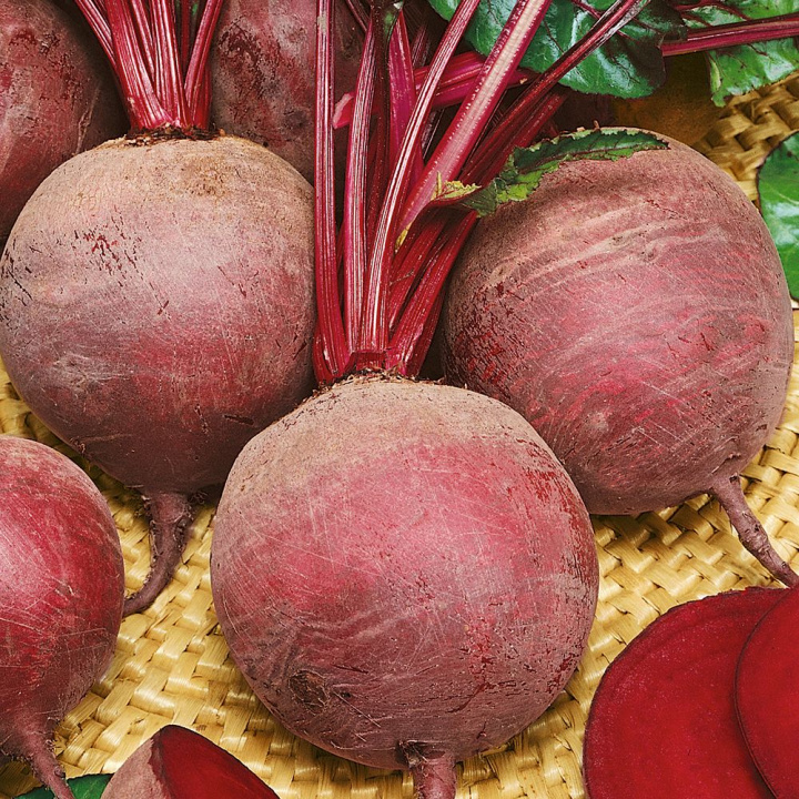 Burak ćwikłowy F1 'Moneta', Dobre, jednolicie zabarwione korzenie. Dobra, chrupiąca jakość.