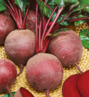 Burak ćwikłowy F1 'Moneta', Dobre, jednolicie zabarwione korzenie. Dobra, chrupiąca jakość.