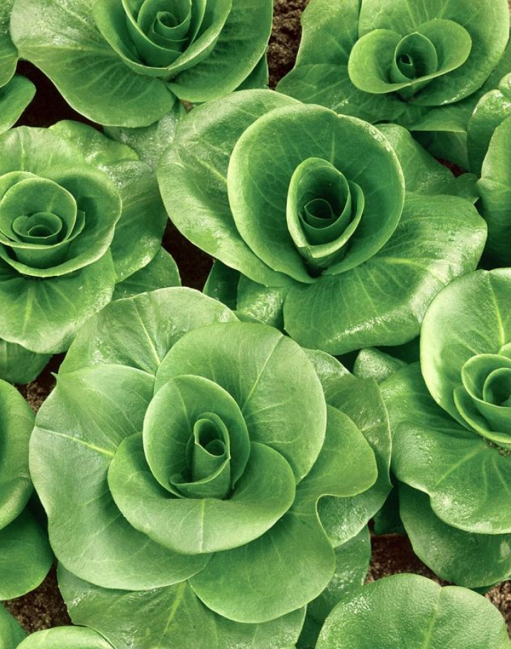 Sałata cykoria Grumola, Verde najpierw długie wąskie liście, następnie ciemnozielone, zaokrąglone