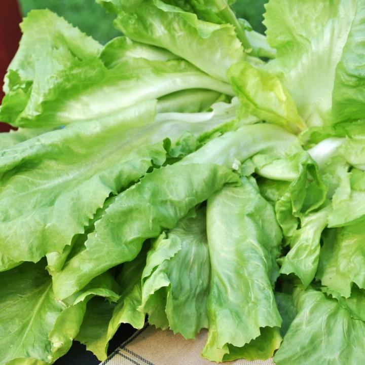 Sałata Escarola Scarola Verde Giant Maraichere, luźne, jasnozielone, faliste główki