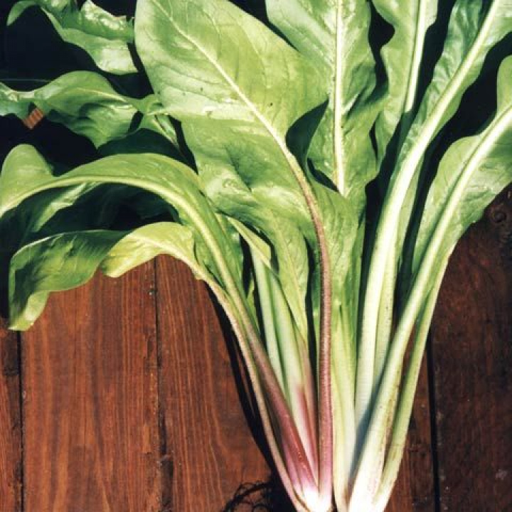 Sałata cykoria ''Rossa di Treviso 2'' O smaku pełnym, zielono-czerwone liście z białymi nerwami