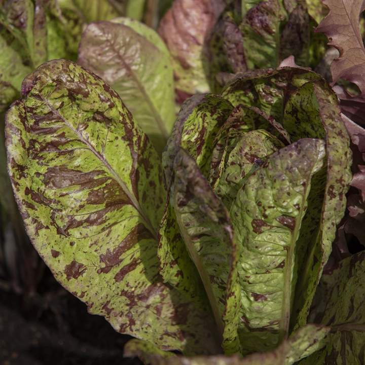 Sałata głowiasta ''Forellenschluss'' plamista sałata w czerwono-brązowym i zielonym kolorze