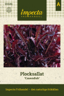 Sałata liściasta 'Cavendish', rubinowo-czerwona sałata liściasta z długodzielonymi, pięknymi liśćmi z cienkim unerwieniem w jasnej zieleni.
