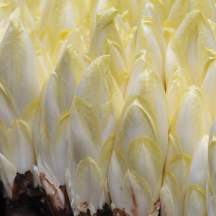 Sałata cykoria di Bruxelles Endive, małe podłużne główki, białe z jasnżółtym szczytem