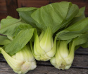 Pak Choi '''Green Stem''', azjatyckie warzywo liściaste o dużych, mięsistych ogonkach liściowych