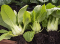 Pak Choi '''Green Stem''', azjatyckie warzywo liściaste o dużych, mięsistych ogonkach liściowych