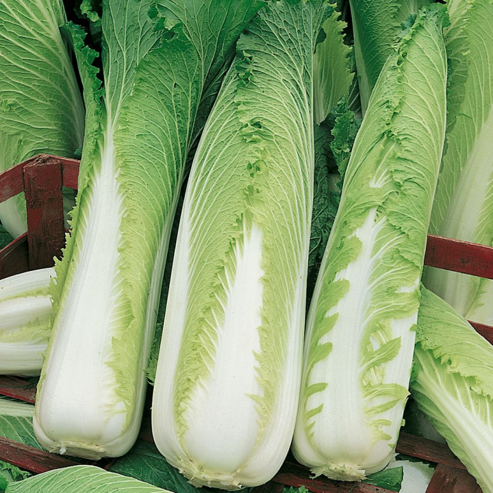 Sałata głowiasta 'Granat', wysokie, ściśle zrośnięte główki o wadze około 1-1,2 kg z białymi nerwami.