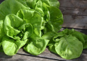 Sałata masłowa 'Gustav's Salad' luźno związane główki z dużymi, świeżo zielonymi liśćmi
