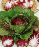 Sałata różana 'Palla Rossa 3' czerwone główki sałaty z białymi rozgałęziającymi się nerwami