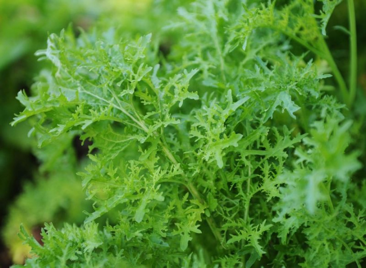 Musztarda sałatowa 'Frizzy Joe' drobno powcinane, krzaczaste jasnozielone liście