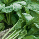 Komatsuna, Szpinak musztardowy. Japońska odmiana kapusty o chrupiących, owalnych liściach i łodygach.