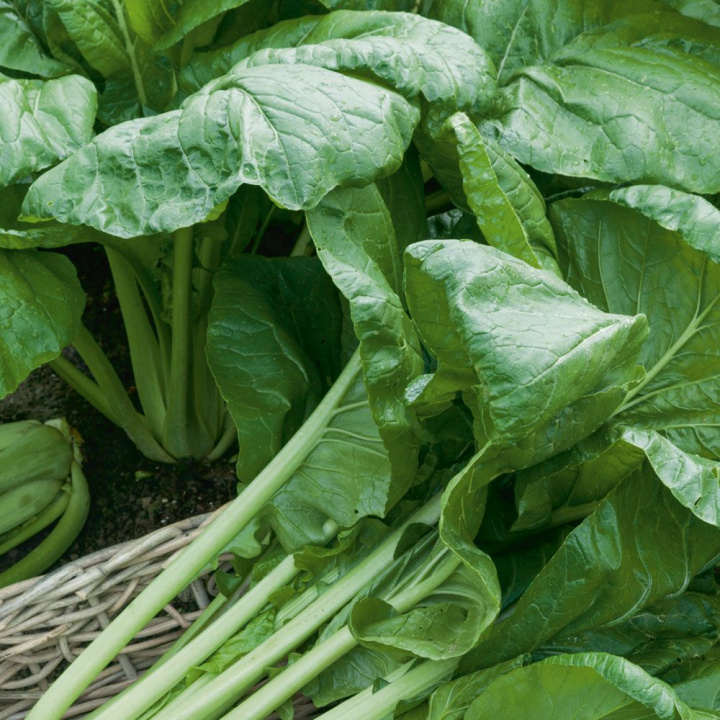 Komatsuna, Szpinak musztardowy. Japońska odmiana kapusty o chrupiących, owalnych liściach i łodygach.