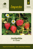 Truskawka F1 'Loran', średniej wielkości, bardzo słodka i smaczna truskawka, doskonała do amatorskiej uprawy.