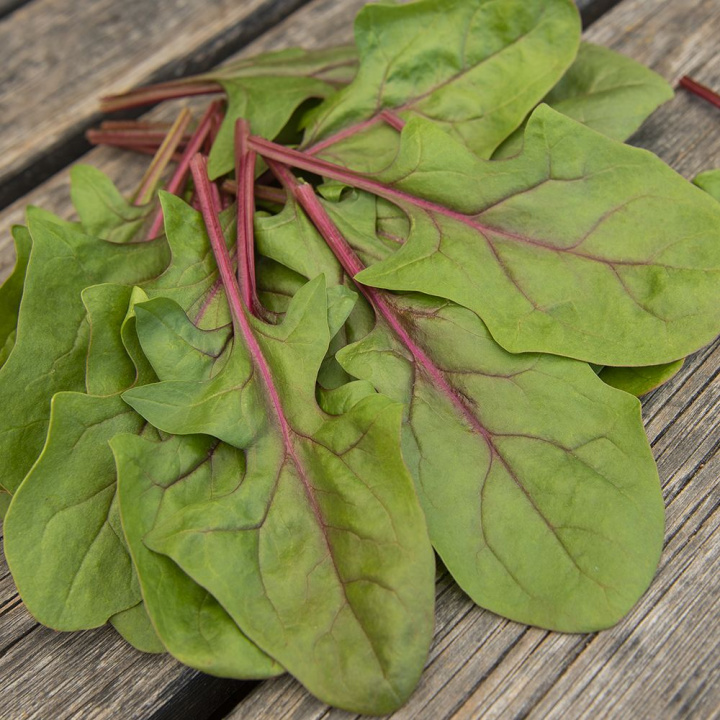 Szczaw F1 ''Red Tabby'', Okrągłe, ciemnozielone liście z czerwonymi łodygami i nerwami liści.