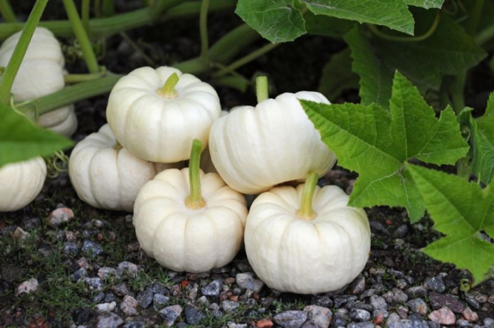 Dynia ozdobna 'Baby Boo' biała, okrągła, żeberkowana dynia, jadalna