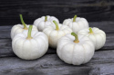 Dynia ozdobna 'Baby Boo' biała, okrągła, żeberkowana dynia, jadalna