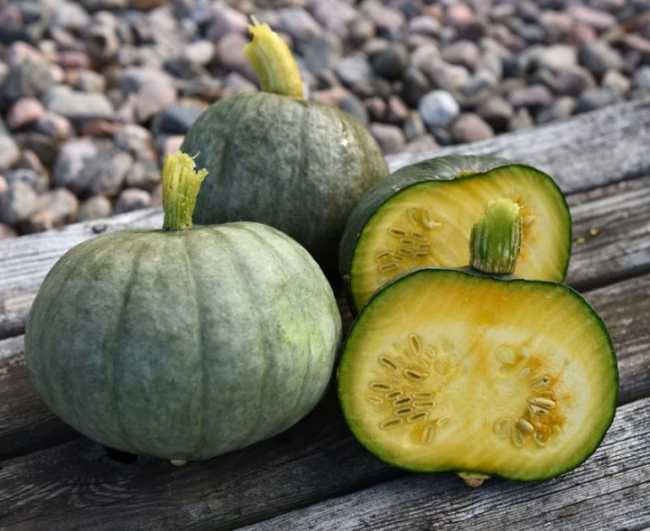 Dynia zimowa/Hubbard 'Blue Kuri' Jasnoniebiesko-szare, płaskie, okrągłe owoce o wadze 1-2 kg