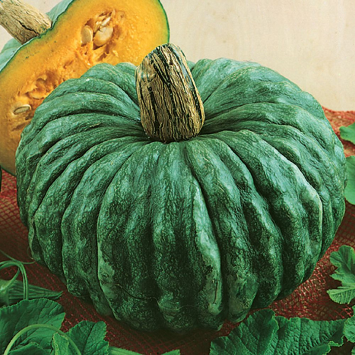 Olbrzymia dynia 'Marina di Chioggia' Szaro-zielona, gruboziarnista skórka, duża odmiana