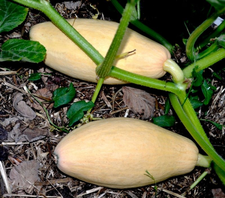 Olbrzymia dynia 'Banana Pink' owalna, bananowata dynia w beżowo-pomarańczowym kolorze