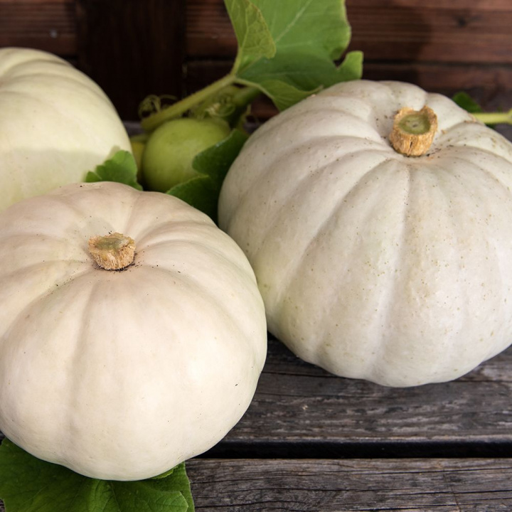 Ogon gigantycznej dyni 'Valenciano', niebiesko-szare do kredowobiały, płaskie, lekko żebrowane owoce o wadze około 4-5 kg.