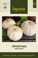 Ogon gigantycznej dyni 'Valenciano', niebiesko-szare do kredowobiały, płaskie, lekko żebrowane owoce o wadze około 4-5 kg.