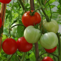 Pomidor 'Promyk' jasno czerwone, nieco nieregularne pomidory, średniej wielkości, dające dobry plon