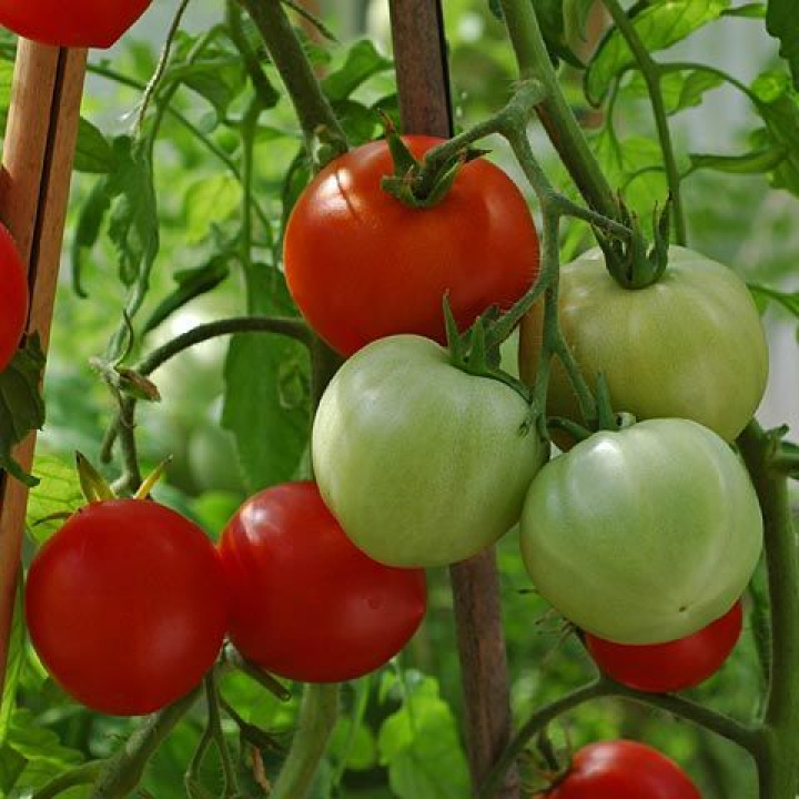 Pomidor 'Promyk' jasno czerwone, nieco nieregularne pomidory, średniej wielkości, dające dobry plon